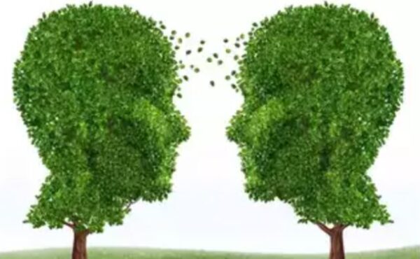 Do trees communicate with each other?