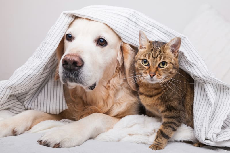 6 questions to ask yourself before buying a pet